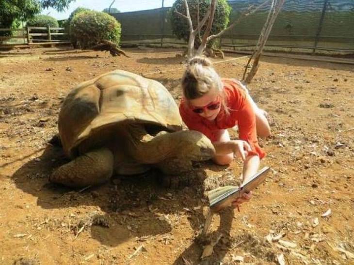 Funny Photos of Animals, tortoise