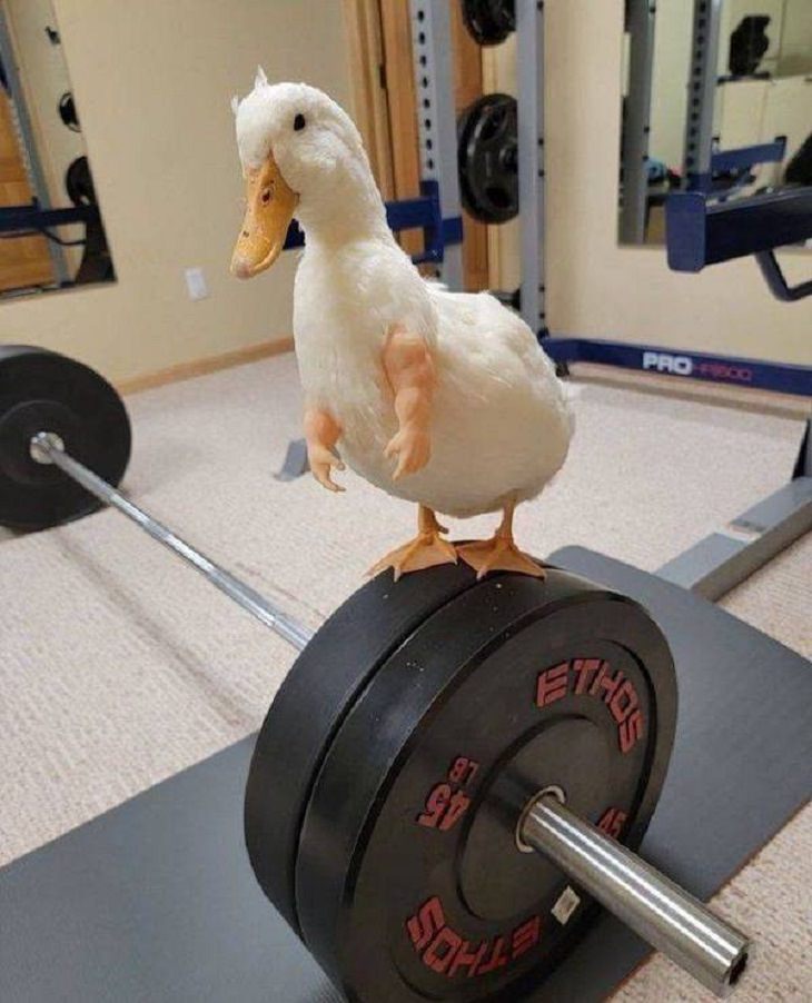 Funny Photos of Animals, duck