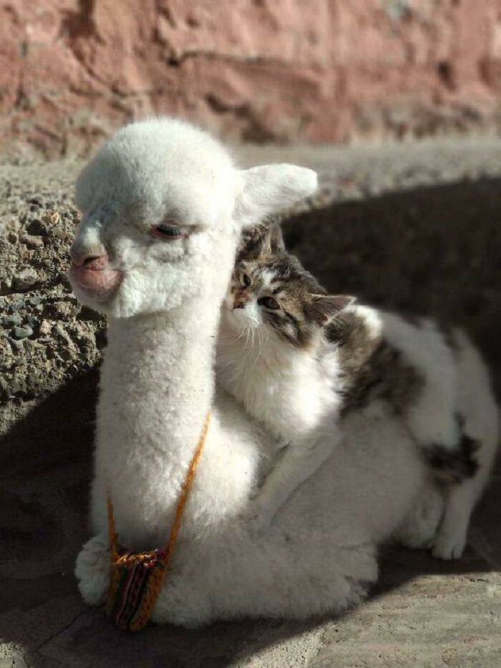 Funny Photos of Animals, cat and sheep