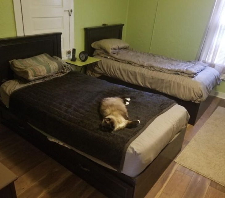 Fantastic Grandmas cat bed