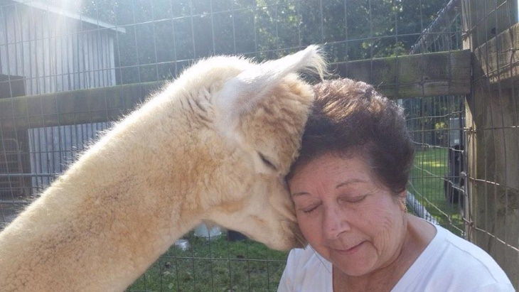 Fantásticas abuelas, selfie con la alpaca 