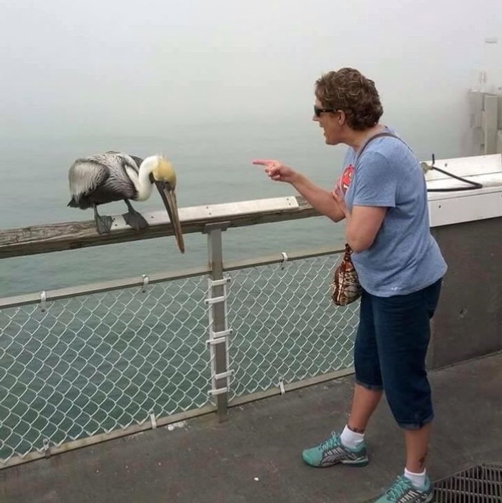 Fantastic Grandmas Grandma scolding a pelican for biting her