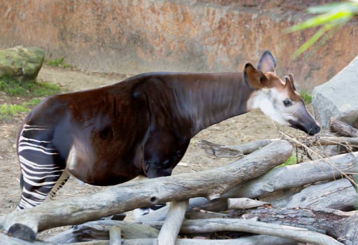 Giraffe Facts, Okapi