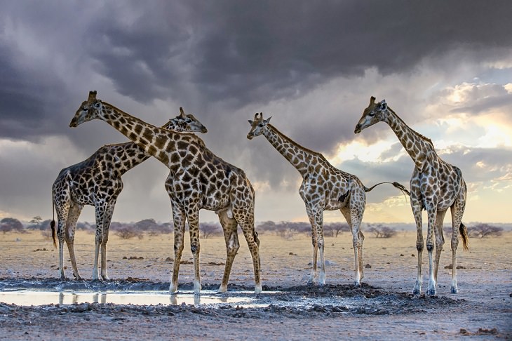 Giraffe Facts, species