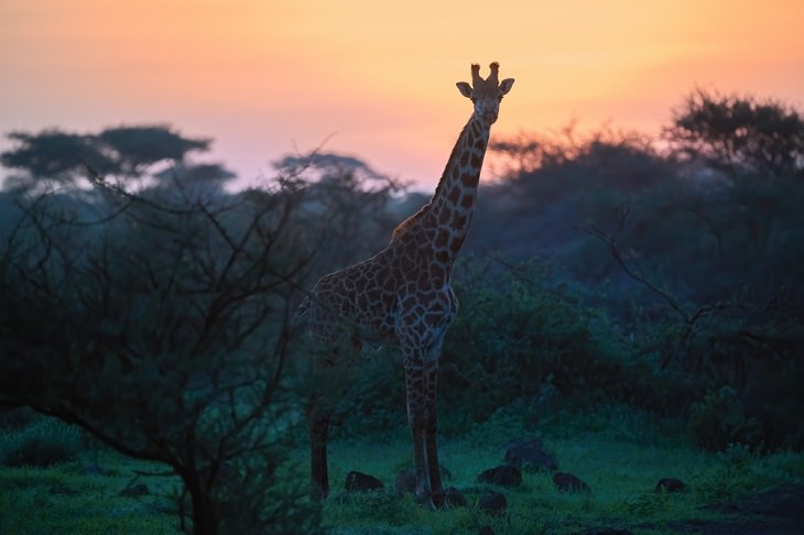 Giraffe Facts, quiet 
