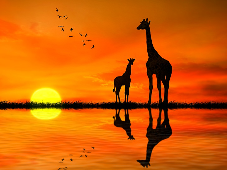 Giraffe Facts, 