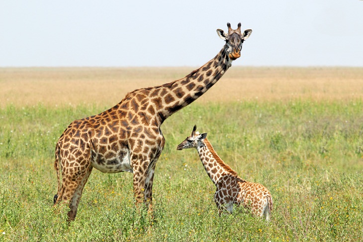 Giraffe Facts, camel-leopards