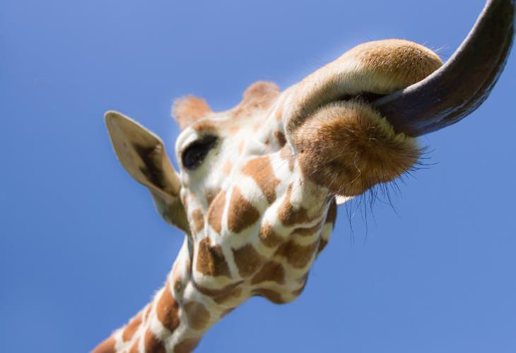 Giraffe Facts, tongue