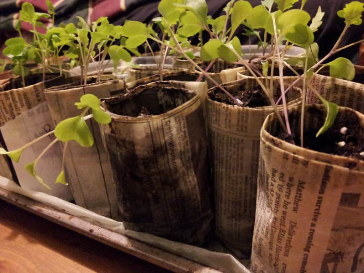 Newspapers Uses seedling pots