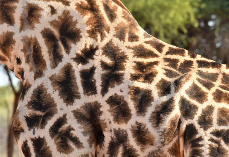 Giraffe Facts, giraffe's spots 