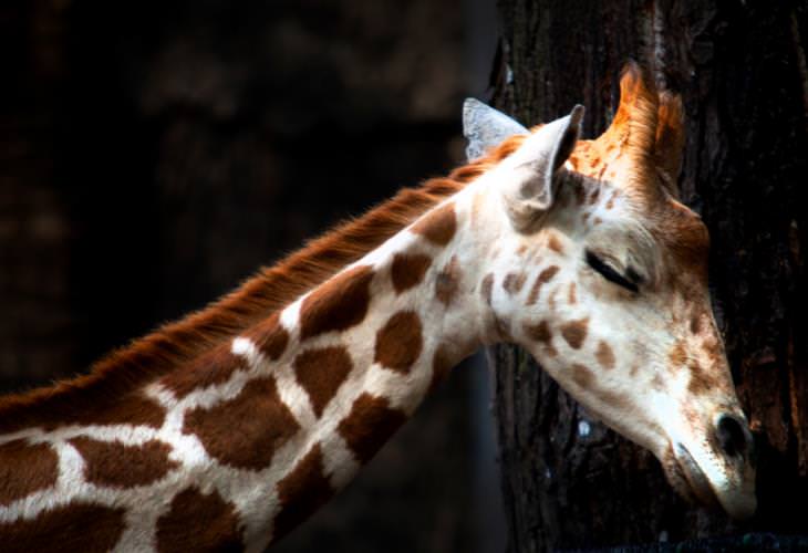 Giraffe Facts, sleep
