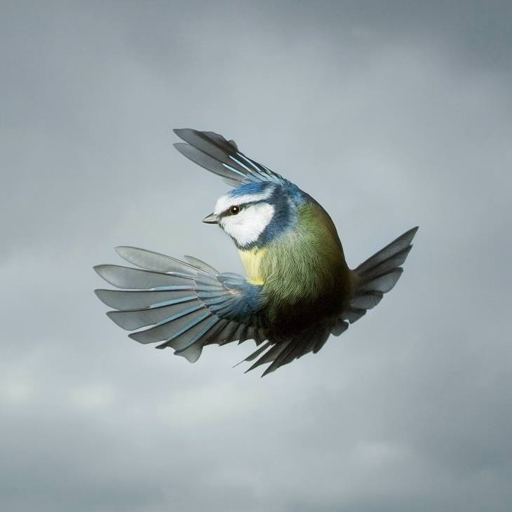Birds of Prey Photographed Mid-Flight