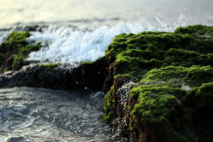Unbelievable Facts water algae