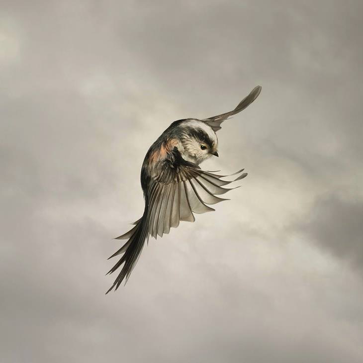 Birds of Prey Photographed Mid-Flight