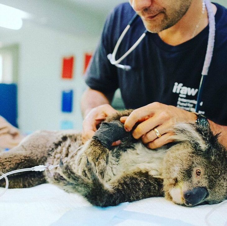 Bear, the life-saver Dog, koala