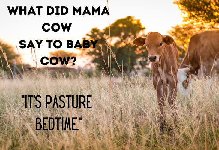 Animal Puns & Jokes, cow, calf