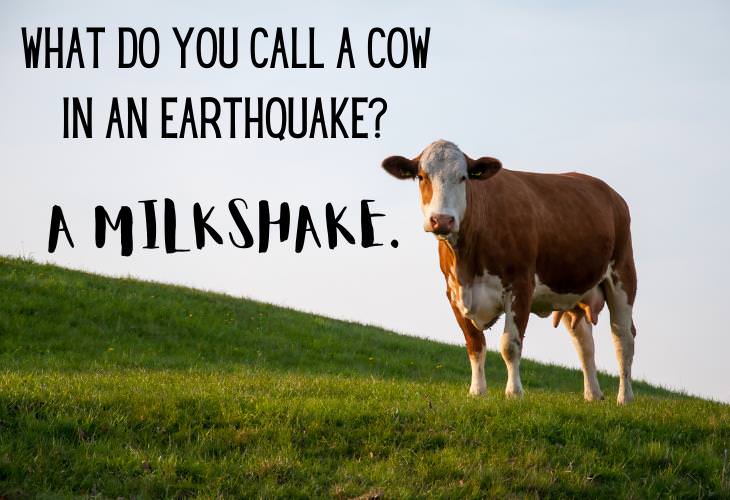 Animal Puns & Jokes, cow, milk