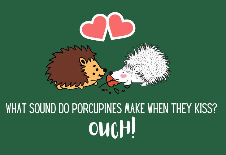 Animal Puns & Jokes, porcupine