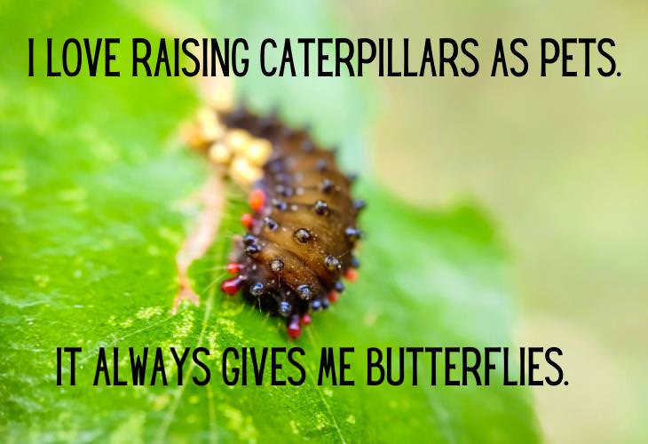 Animal Puns & Jokes, caterpillar