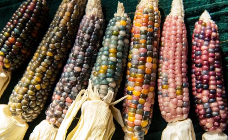 Glass Gem Corn