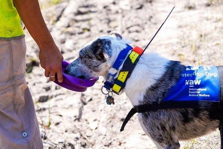 Bear, the life-saver Dog, training