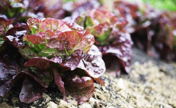 Red Lettuce in the field