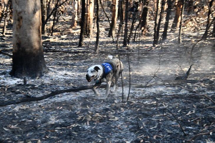 Bear, the life-saver Dog, rescue mission