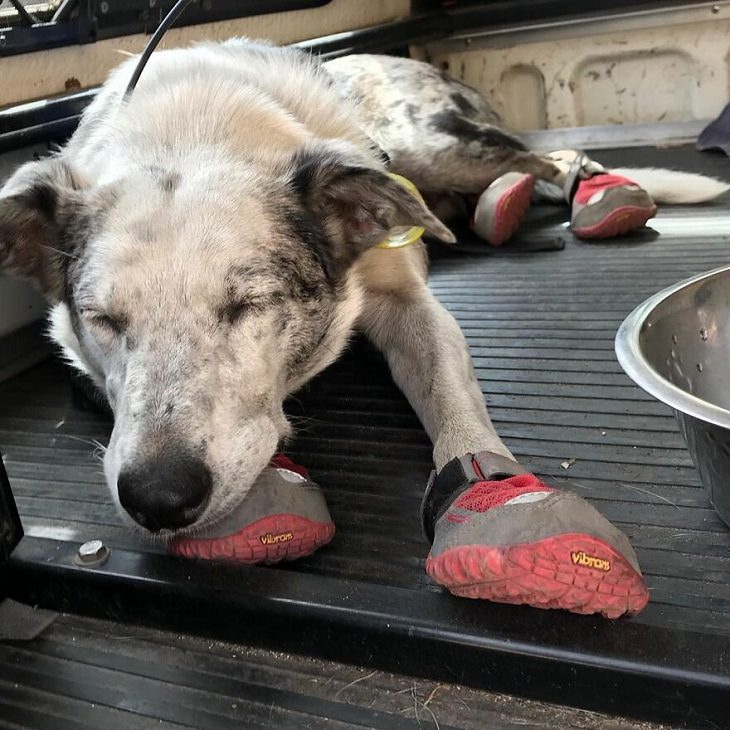 Bear, the life-saver Dog, gloves