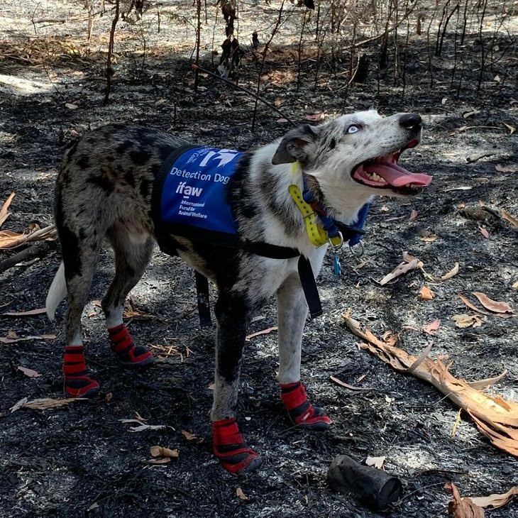 Bear, the life-saver Dog, rescue mission