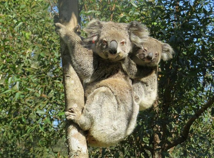 koalas