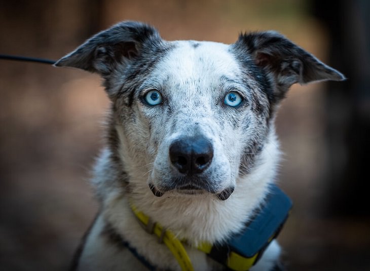 Bear, the life-saver Dog, 