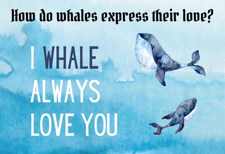 Animal Puns & Jokes, whales
