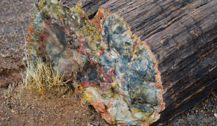 Petrified Forest National Park