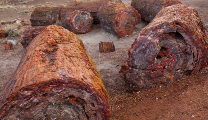 Petrified Forest National Park