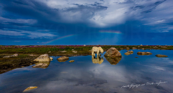 Polar Bears by Martin Gregus polar bear rainbow
