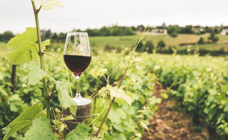 red wine glass in vineyard 
