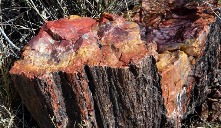 Petrified Forest National Park