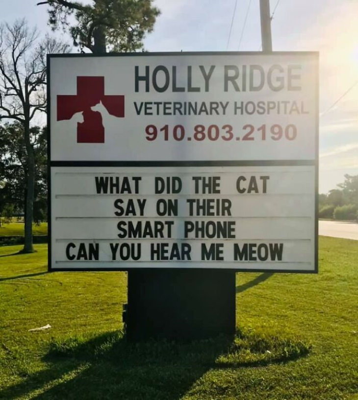 Holly Ridge Veterinary Hospital funny signs cat on the phone