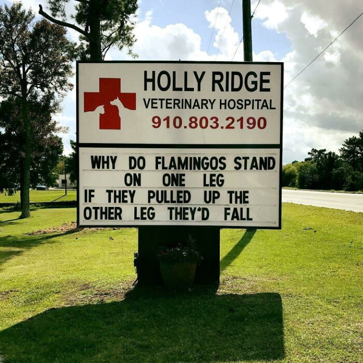 Holly Ridge Veterinary Hospital funny signs flamingos