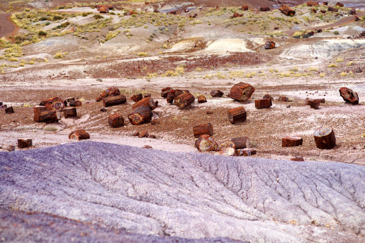 Petrified Forest National Park