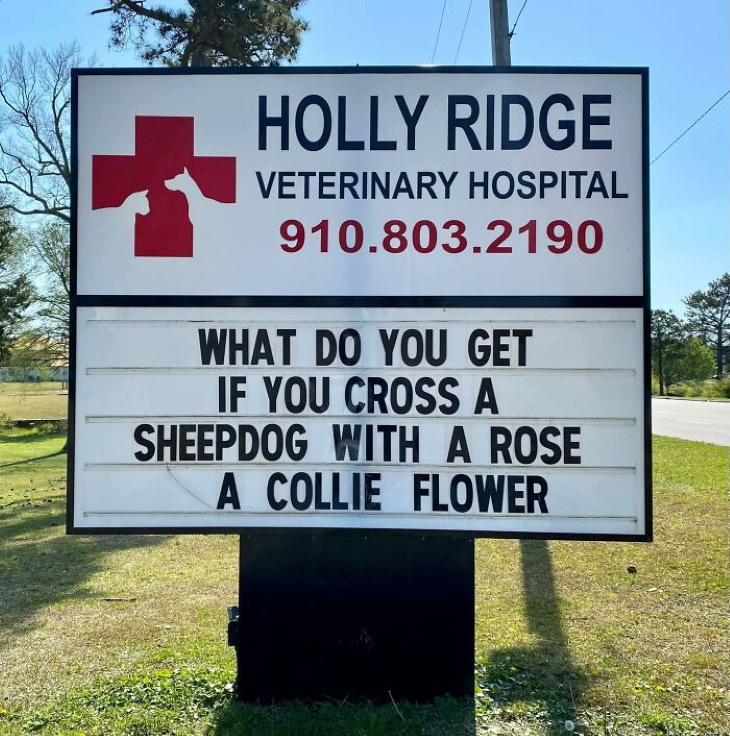 Holly Ridge Veterinary Hospital funny signs cauliflower