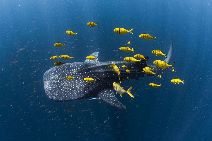 Ocean Photography Awards 2021, whale shark