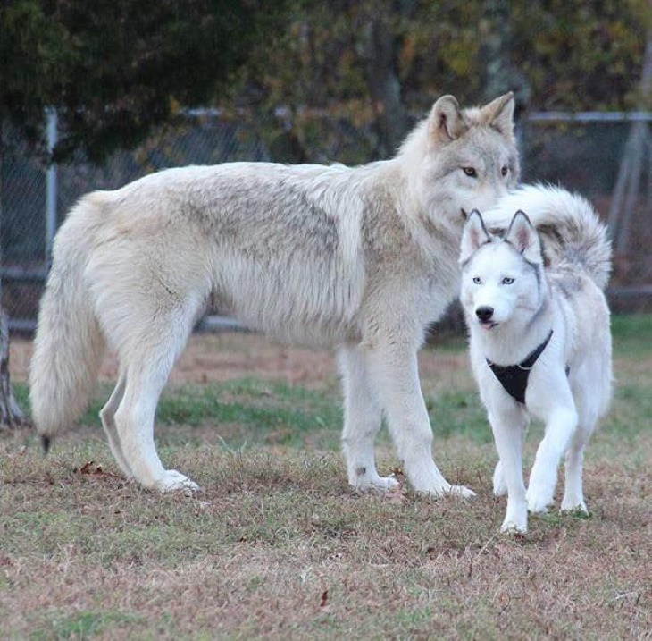 Jaw-Dropping Pictures wolf and husky