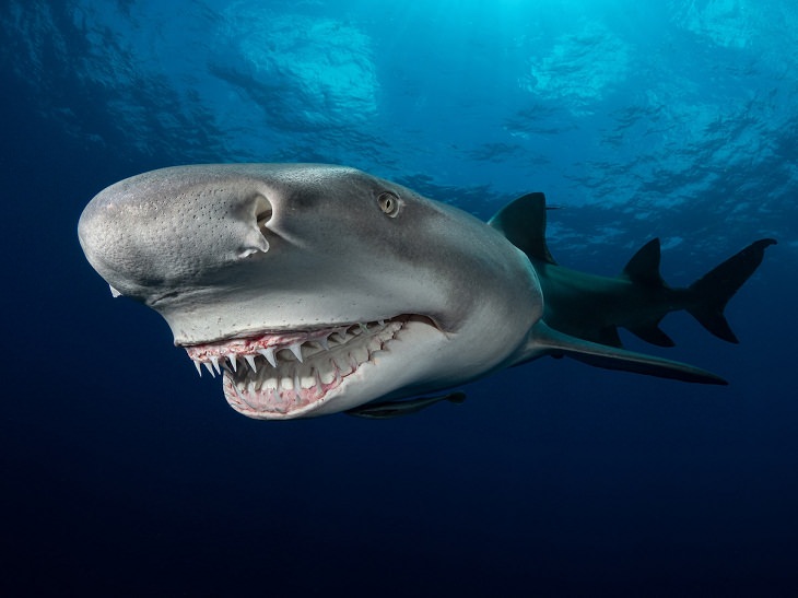 Ocean Photography Awards 2021, lemon shark. (Jupiter, Florida)
