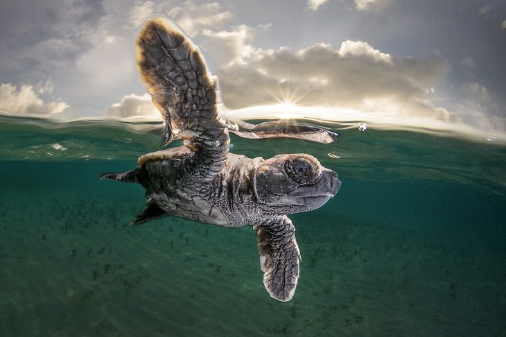 Ocean Photography Awards 2021, hawksbill turtle 