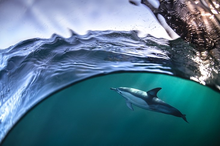Ocean Photography Awards 2021, dolphin