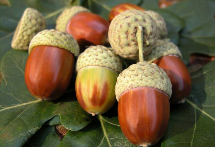 Benefits of Acorns, skin