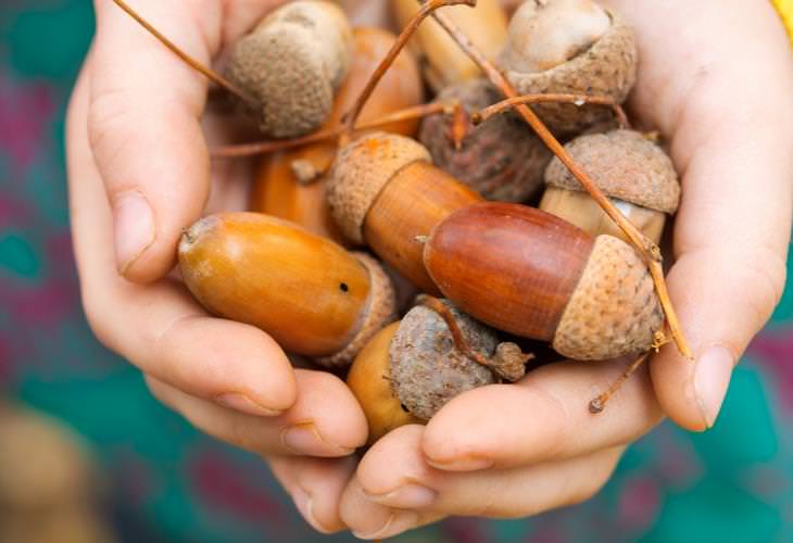 Benefits of Acorns, 