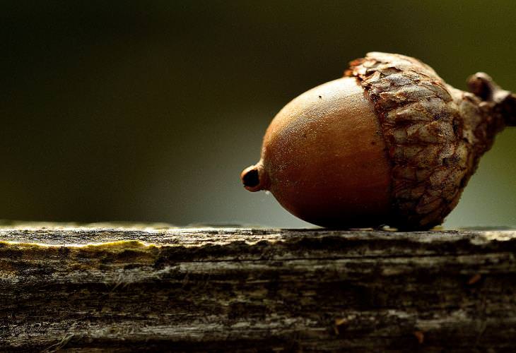 Benefits of Acorns, nutrients