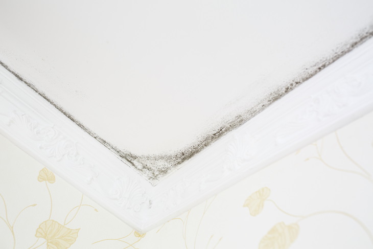 Remove Mold From Bathroom Ceilings and Tiles mold in the corner